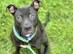 Adopt SEAL a Pit Bull Terrier