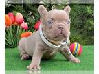 French Bulldog PUPPY FOR SALE ADN-788440 - Beautiful French Bulldog