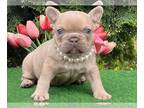 French Bulldog PUPPY FOR SALE ADN-788439 - Beautiful French Bulldog