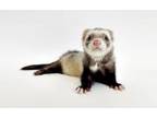 Adopt CATDOG a Ferret