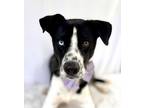 Adopt Beaux a Border Collie, Mixed Breed