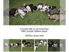 American Pit Bull Terrier PUPPY FOR SALE ADN-788609 - Purple Ribbon UKC pups