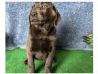 Labrador Retriever PUPPY FOR SALE ADN-788586 - Fannie Puppy