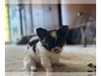 Chihuahua PUPPY FOR SALE ADN-788499 - CKC long coat chihuahua