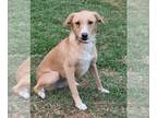 Labrador Retriever DOG FOR ADOPTION ADN-788645 - Tupsi the Sweet Lab