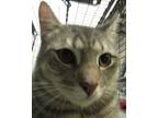 Adopt Fog a Domestic Short Hair