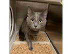 Adopt Gregory a Domestic Short Hair
