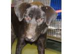 Adopt Lanna a Labrador Retriever