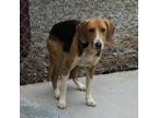 Adopt Storm 24-0311 a Hound, Treeing Walker Coonhound
