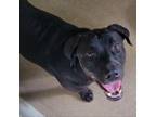 Adopt Jesse James 24-0308 a Black Labrador Retriever