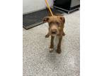 Adopt 55940896 a Terrier, Mixed Breed