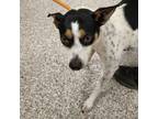 Adopt 55946042 a Terrier, Mixed Breed