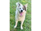 Adopt MELLOW a Collie, Mixed Breed