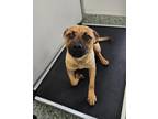 Adopt JOEY a Black Mouth Cur, Mixed Breed