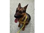 Adopt CHAPO a German Shepherd Dog