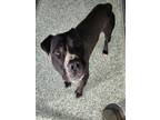 Adopt OREO a Pit Bull Terrier, Mixed Breed