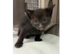 Adopt ONYX a Domestic Short Hair