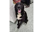 Adopt RUBBLE a Border Collie, Mixed Breed