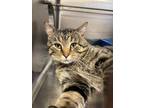 Adopt Bram a Domestic Short Hair