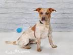 Adopt ENZO a Australian Cattle Dog / Blue Heeler, Cardigan Welsh Corgi