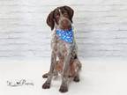 Adopt BEAR a German Shorthaired Pointer, Mixed Breed