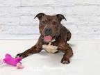 Adopt JETHRO a Pit Bull Terrier