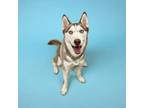 Adopt ANUK a Siberian Husky