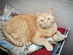 Adopt SAMMIE a Domestic Short Hair