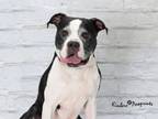 Adopt KAMERON a Boxer, Mixed Breed