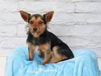 Adopt WOODY a Yorkshire Terrier, Mixed Breed