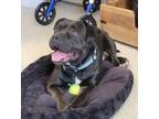 Adopt Chance a Staffordshire Bull Terrier, Mixed Breed