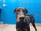 Adopt JACK a Doberman Pinscher, Mixed Breed