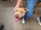 Adopt LEON a Pit Bull Terrier