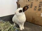 Adopt DINOSAUR a Bunny Rabbit