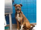 Adopt MAX a Black Mouth Cur, Mixed Breed