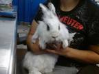 Adopt MAJESTIC FOREST a Bunny Rabbit