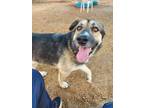 Adopt HENNESY a German Shepherd Dog, Mixed Breed