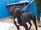 Adopt ONYX a Pit Bull Terrier, Mixed Breed