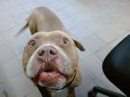 Adopt CAGUA a Pit Bull Terrier, Mixed Breed