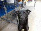 Adopt LUCKY a Labrador Retriever, Mixed Breed