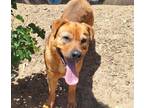 Adopt SURF N TURF a Chow Chow, German Shepherd Dog