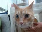 Adopt BOLT a Domestic Short Hair