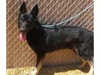 Adopt KODA a German Shepherd Dog, Mixed Breed