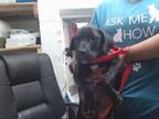 Adopt MANNY a Labrador Retriever, Mixed Breed