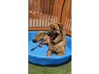 Adopt RANGER a German Shepherd Dog