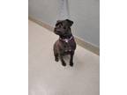 Adopt ROYAL a Pit Bull Terrier, Mixed Breed