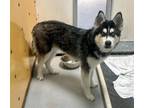 Adopt RIN-TIN-TIN a Siberian Husky