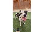 Adopt FUTURE a Pit Bull Terrier, Mixed Breed