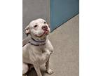 Adopt BULLSEYE a Pit Bull Terrier, Mixed Breed