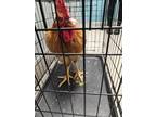 Adopt TOMMY a Chicken